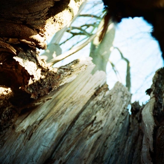 Trunk